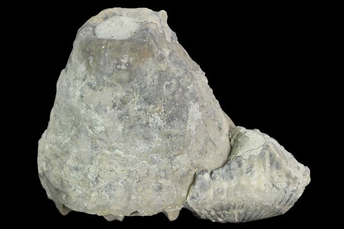Fossil Crinoid (Eucalyptocrinus) Calyx & Brachiopod - Indiana #127327
